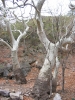 PICTURES/Ramsey Canyon Inn & Preserve/t_Ramsey Preserve - Trees 3.JPG